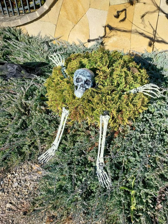 U Łukasza z Pawłowa hasło "cukierek albo psikus" nabiera innego wymiaru. Najbardziej halloweenowy dom świętokrzyskiego