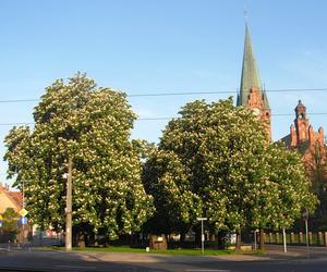 Plac Kościeleckich – Plac Rewolucji Październikowej (1950-1956)