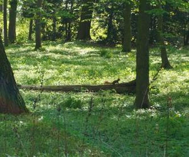 Park Cytadela