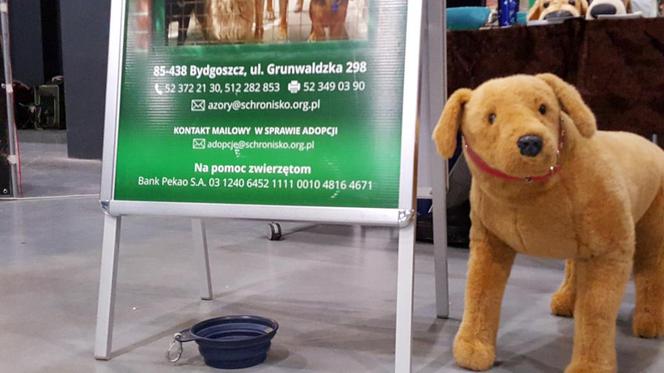 Tysiące psów i odwiedzających. II Międzynarodowa wystawa Psów Rasowych odbyła się w Bydgoszczy