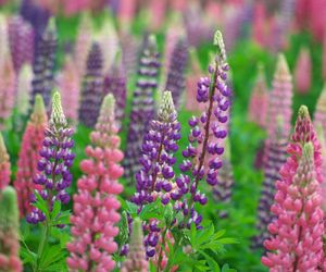 Łubin trwały - Lupinus polyphyllus