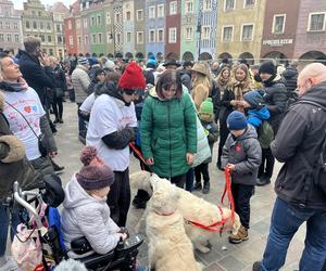 Golden Retriever WOŚP 2024 w Poznaniu. Psiaki też zbierają na dzieciaki. Kwesta na WOŚP i pokazy Golden Retrieverów 