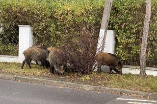 Dziki na Osowej Górze