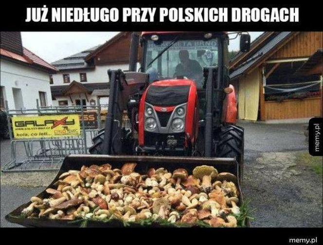 Trwa sezon na grzyby! Oto najlepsze memy o grzybiarzach!