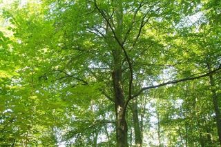 Nadleśnictwo Sieraków 