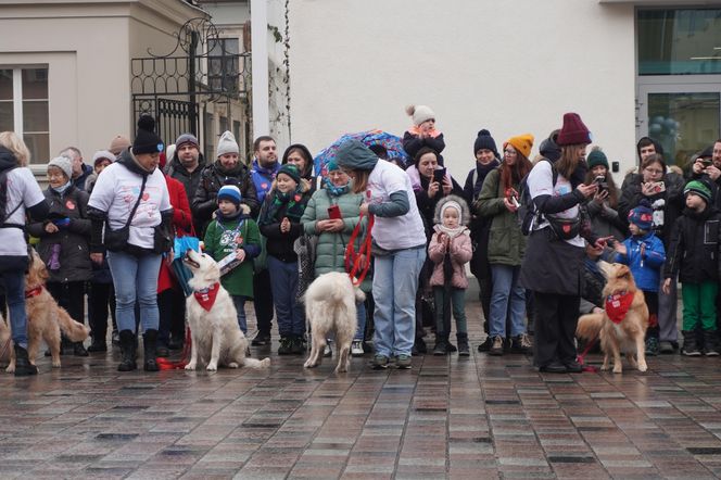 Golden Retriever WOŚP w Poznaniu