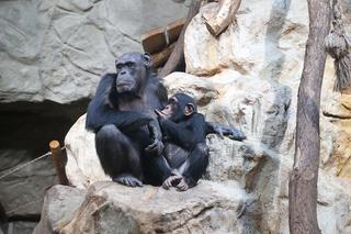 Czwarte urodziny szympansa Frodo