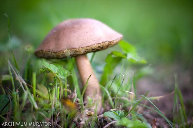 Gdzie szukać grzybów? Jakie warunki lubią poszczególne gatunki grzybów jadalnych?