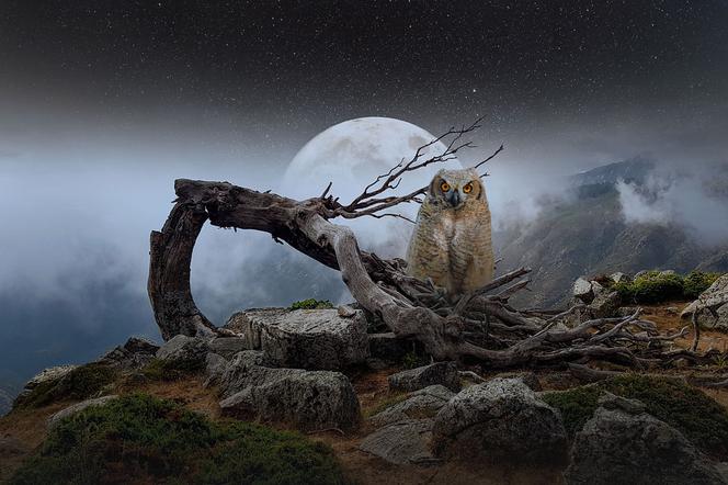 Strzyga