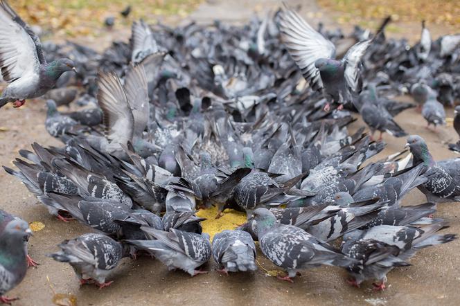 Będzie zakaz karmienia gołębi?