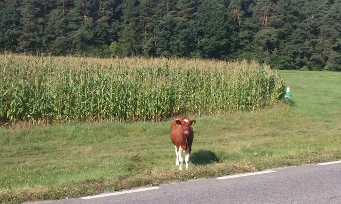 Jeziorko koło Nowej Słupi 