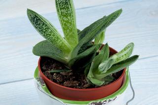 Gasteria