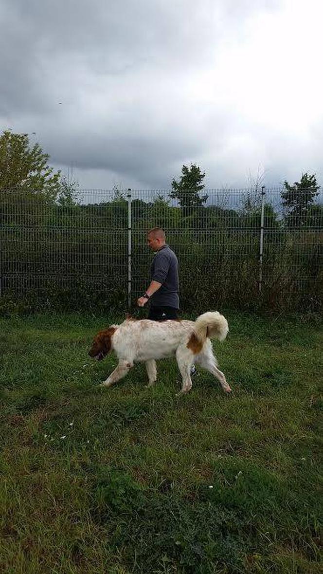 Więźniowie zajmują się zwierzętami w schronisku