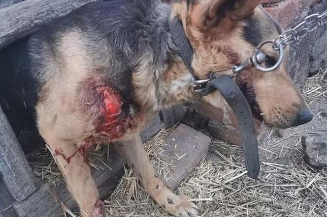 Świdnica: Sołtyska wsi Wirki przywiązała psa do samochodu i ciągnęła go po drodze 