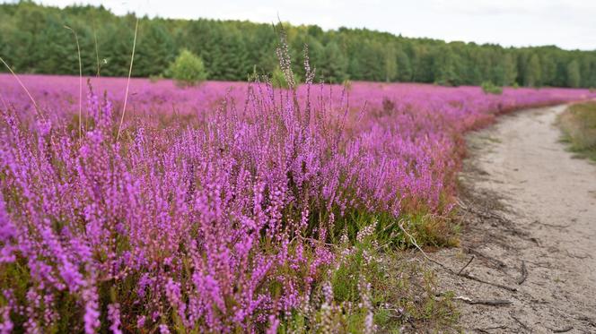 Kwitnące wrzosowiska pod Bornem Sulinowem