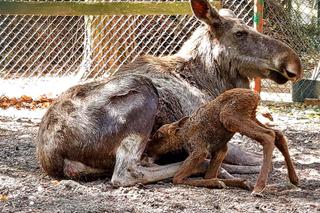 Nic słodszego dziś już nie zobaczycie. Dwa małe łosie przyszły na świat w gdańskim zoo 