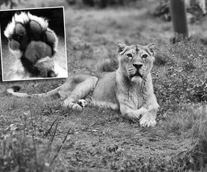 Orientarium Zoo Łódź. Nie żyje lwica Tycia. W tym roku skończyłaby 20 lat [ZDJĘCIA]. 