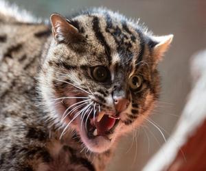 W Orientarium ZOO Łódź zamieszkały taraje