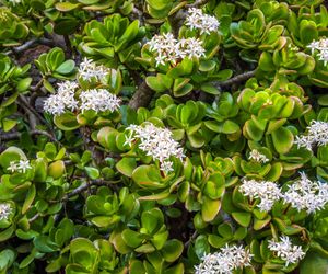 Kwiaty doniczkowe na prezent. Te rośliny przynoszą szczęście