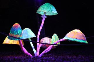 Park iluminacji 2023 w Lublinie