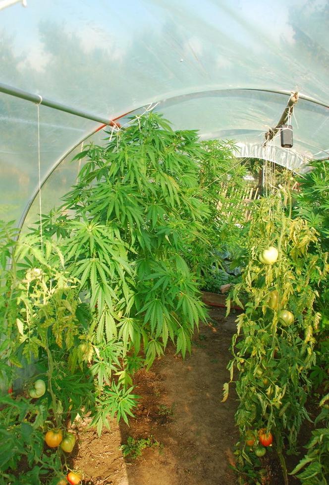 39-latek z gminy Sztutowo ukrył marihuanę między pomidorami