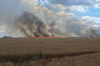 Pożar zboża na pniu w Baczynie pod Gorzowem