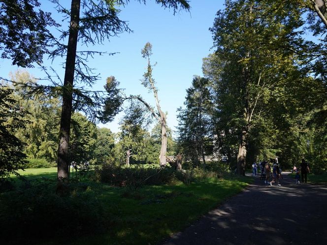 tłumy spokojnie spacerujących spacerowiczów w Pszczynie ZDJĘCIA