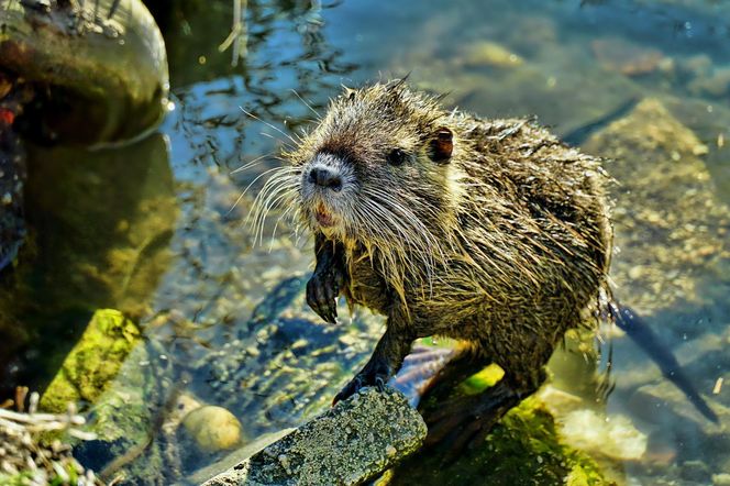 Nutrie w Rybniku jednak przeżyją?