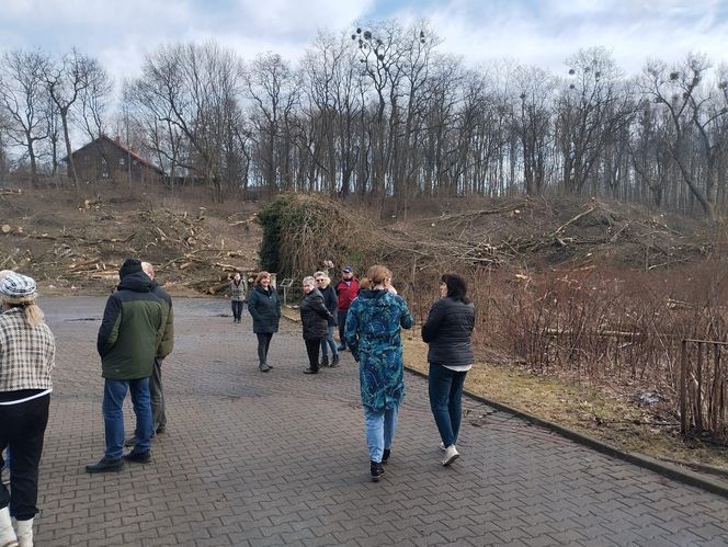 Kontrowersyjna wycinka drzew pod trasę N-Ś w Rudzie Śląskiej. Mieszkańcy: "to jest fałszerstwo na duża skalę, to skandal"