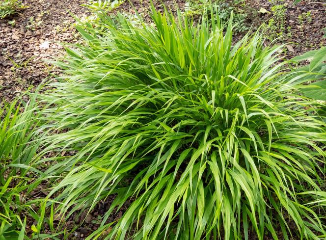 Hakonechloa macra