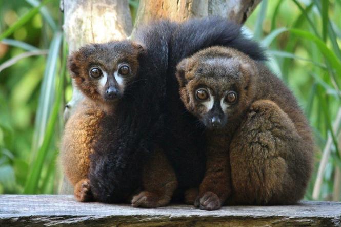 Te zwierzaki zrobią Ci dzień! Zoo w Eberswalde zaledwie godzinę drogi od Szczecina [ZDJĘCIA]