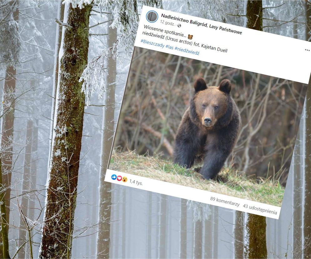 Spotkanie z niedźwiedziem. Leśnik opublikował niezwykłe zdjęcie z Bieszczad