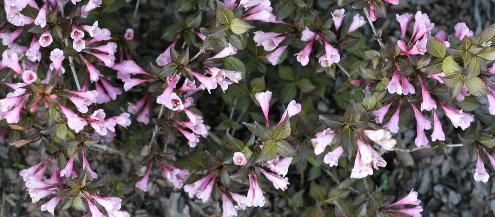Krzewuszka cudowna 'Nana Purpurea' 