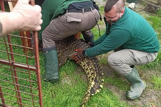 Krokodyl nilowy w poznańskim zoo