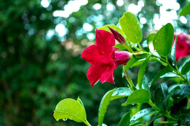 Zwisające rośliny na balkon: mandevilla/dipladenia
