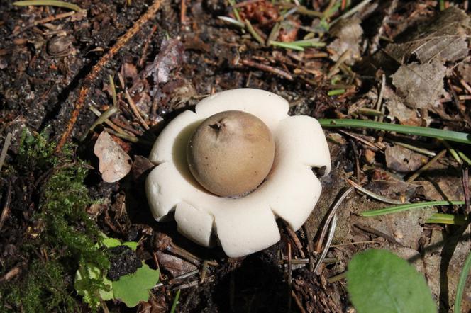Dziwny grzyb wyglądający jak UFO! Takie cudo można znaleźć w polskich lasach [ZDJĘCIA]