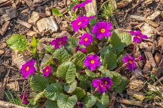 Pierwiosnek gruziński (Primula juliae)