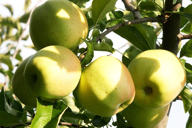 Jabłoń  domowa ‘Golden Delicious’