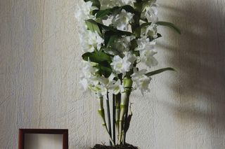Dendrobium