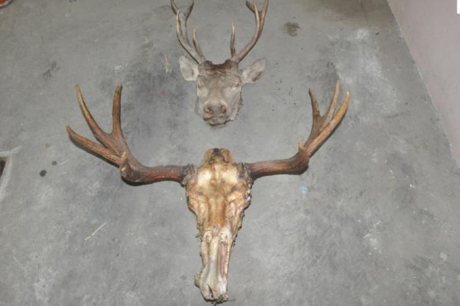 Kłusownik z Fromborka złapany