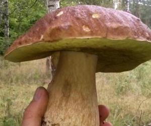 Rusza sezon na leśne grzyby