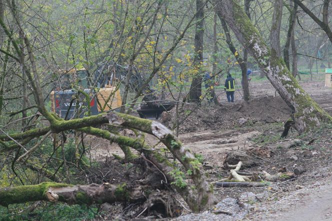 Sprawa wycinki drzew przy ul. Ogórkowej w Wawrze