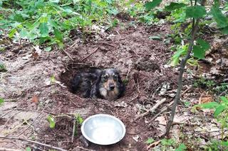 Huta Komorowska: Pies zakopany ŻYWCEM w lesie!