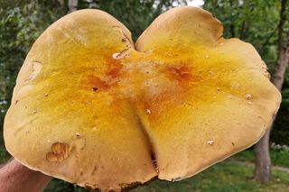 Grzyb wielki jak warszawska Patelnia! Ponury imieniem, wspaniały wyglądem