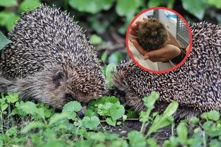 Zwierzęta przygotowują się do zimy. Możesz im pomóc. Albo przynajmniej, nie szkodzić