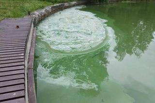 Sinice w Jeziorze Paprocany w Tychach