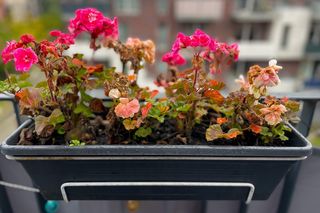 Znajomy podróżnik pokazał, jak zimować pelargonie. Zrób to z kwiatem przed końcem października, a wiosną pelargonie bujnie zakwitną. Jak przygotować pelargonie na zimę? 