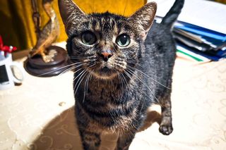 Wszystkie koty prezesa Jarosława Kaczyńskiego