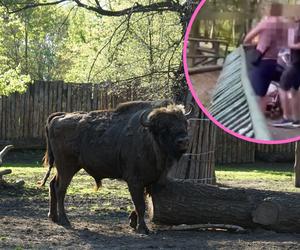 Ojciec z dzieckiem w wózku rzucał kamieniami w zwierzę. Ostra reakcja pracowników ZOO