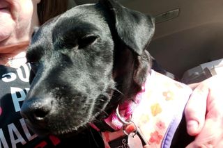 Polka oskarża PETA o kradzież psa